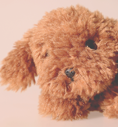 こっちを見ている犬